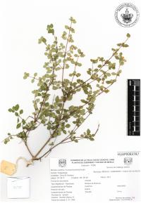 Fuchsia thymifolia image